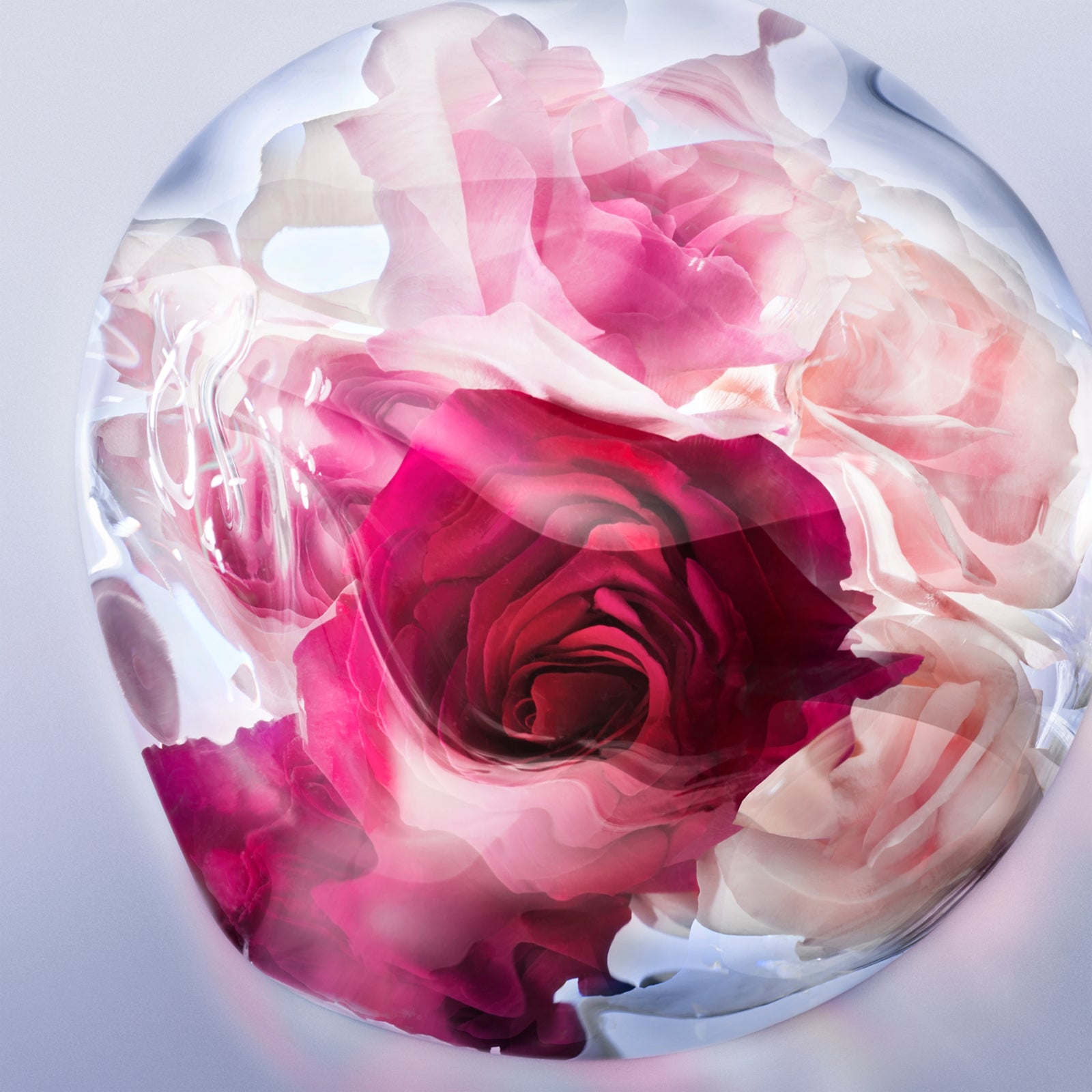 La Vie est Belle Rose Extraordinaire
